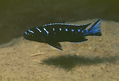 Chindongo sp. 'elongatus ruarwe' Charo